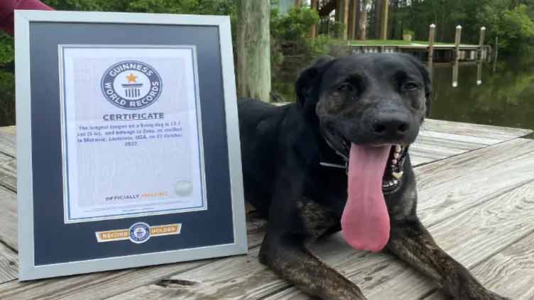 Dog with the world's longest five-inch tongue is in US state of Louisiana  